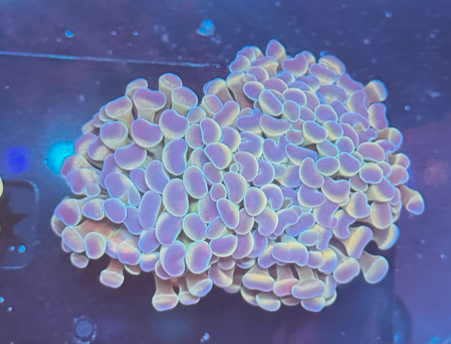 Rainbow Hologram Type Hammer