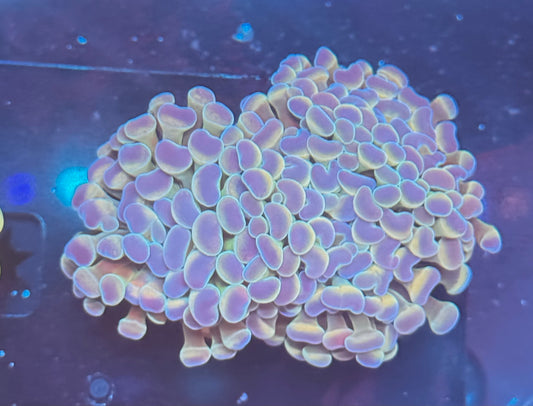 Rainbow Hologram Type Hammer