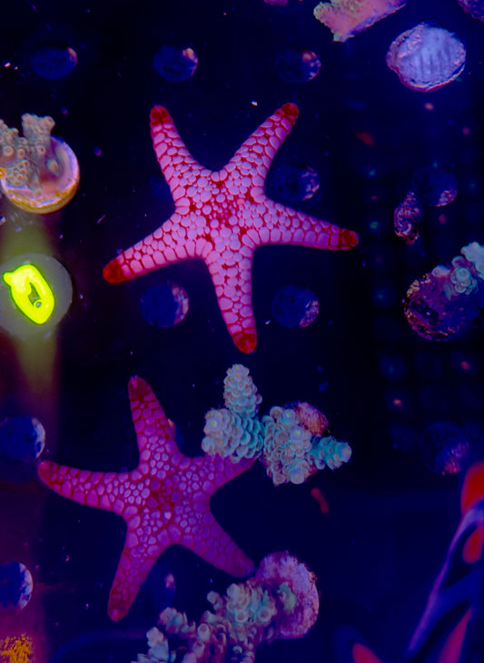 Volcano Sea Star