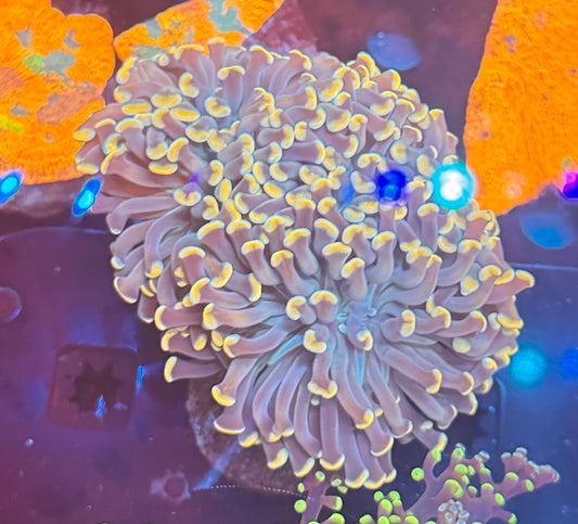 Multi-head Blue Mouth Yellow Tip Hammer