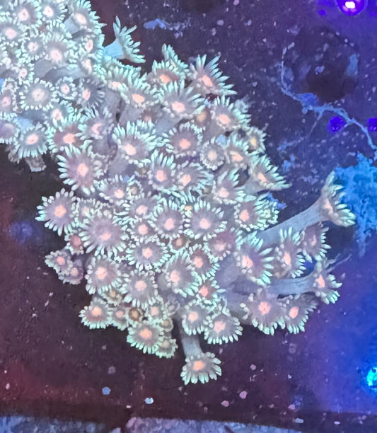 Blue/Green Goniopora