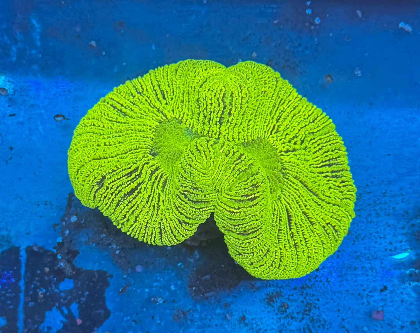 Bright Green Trachy