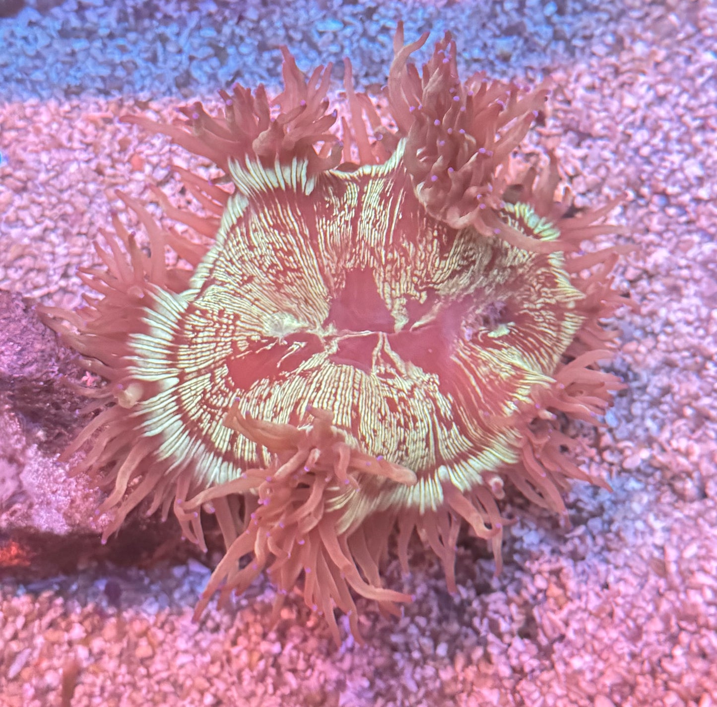 Pink Tip Elegance