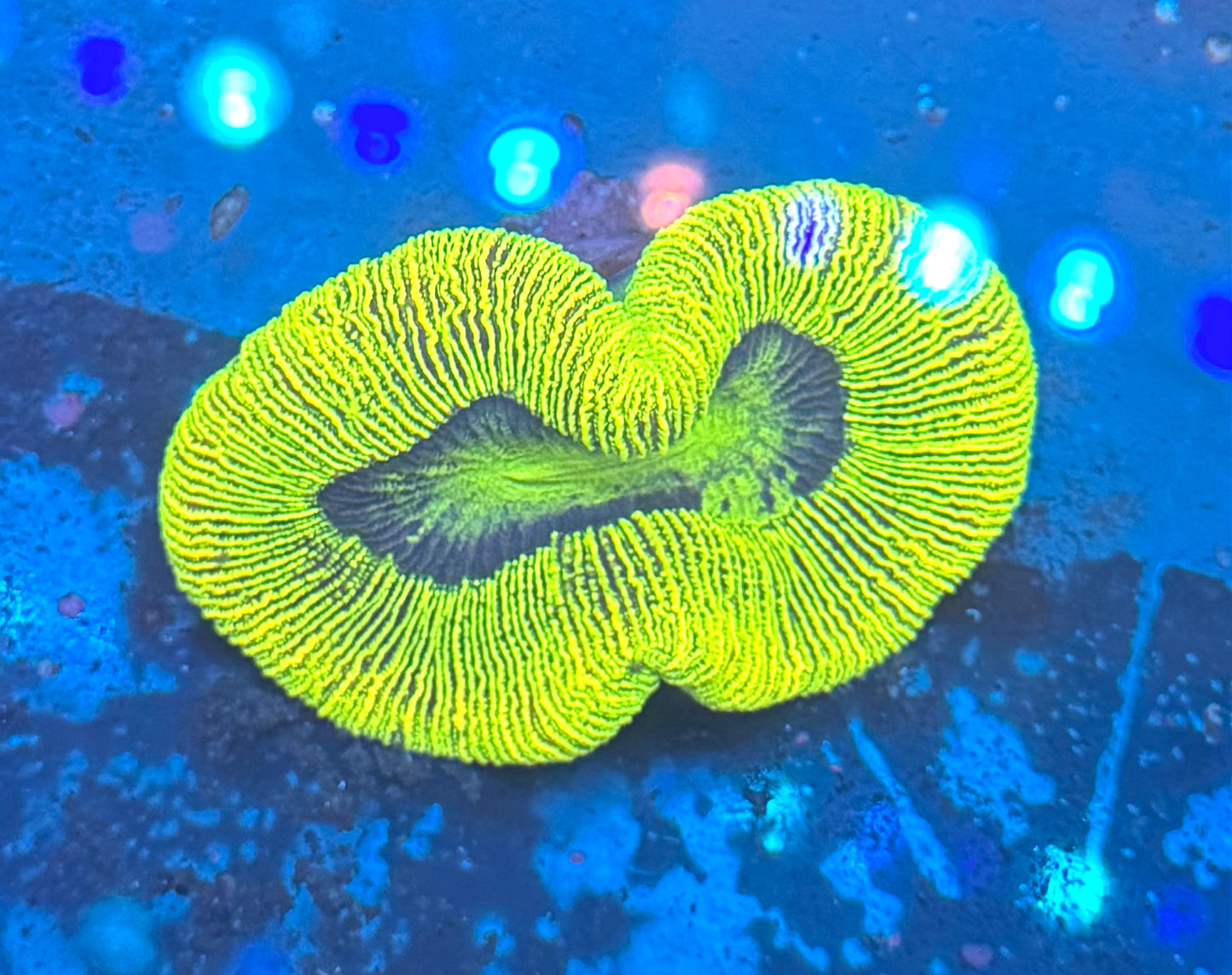 Green Trachy