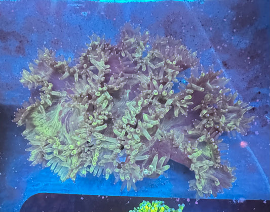 8" Elegance Coral