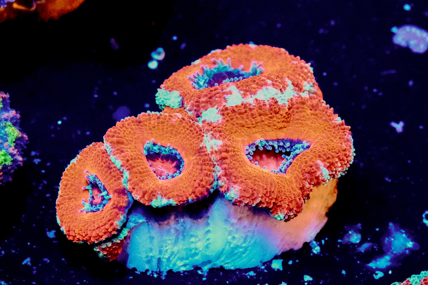Red Acan