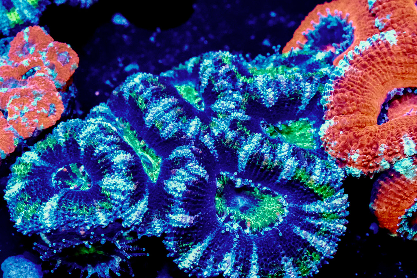 Acan