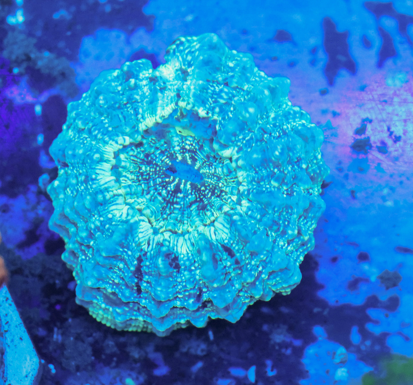 Blue Acantho