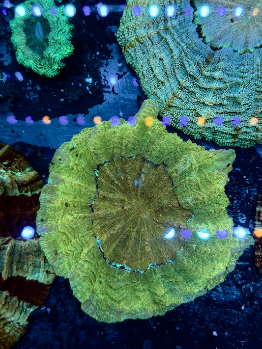 Large Green-Yellow Acantho