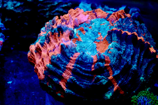 Orange and Blue Acantho