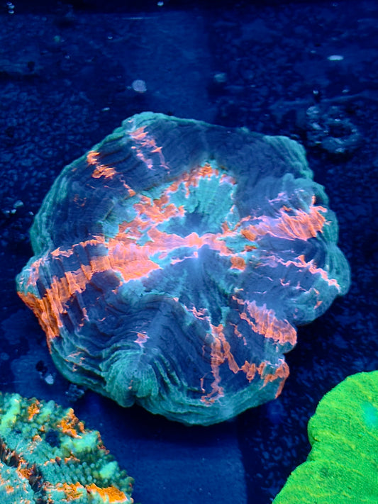 Multi Colored Acantho