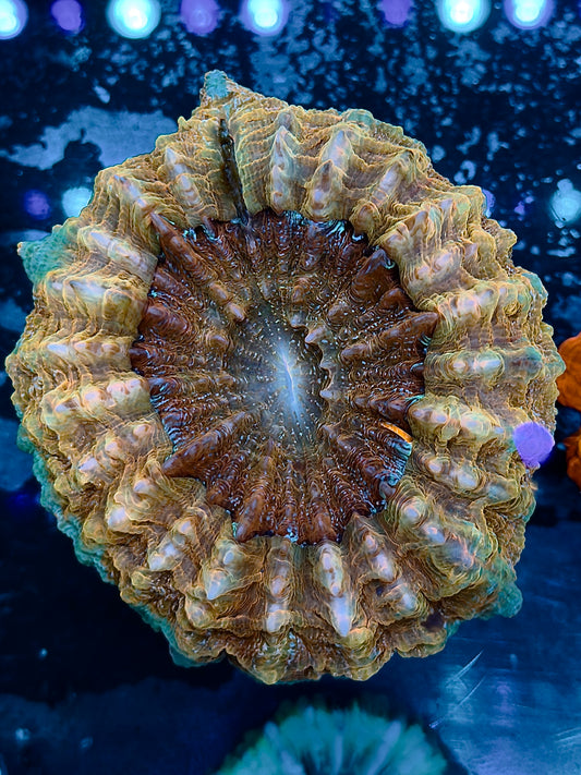 Teal and Yellow Acantho
