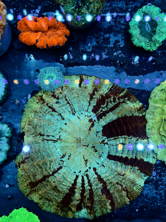Monster Striped Acantho