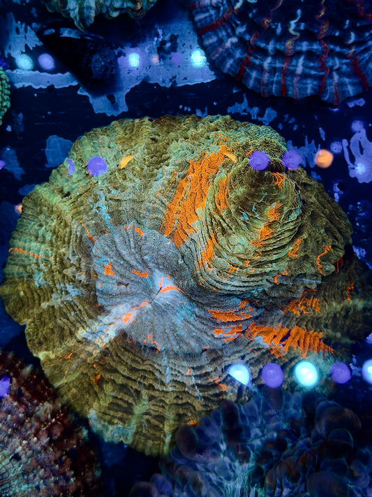 Fool's Gold Acantho