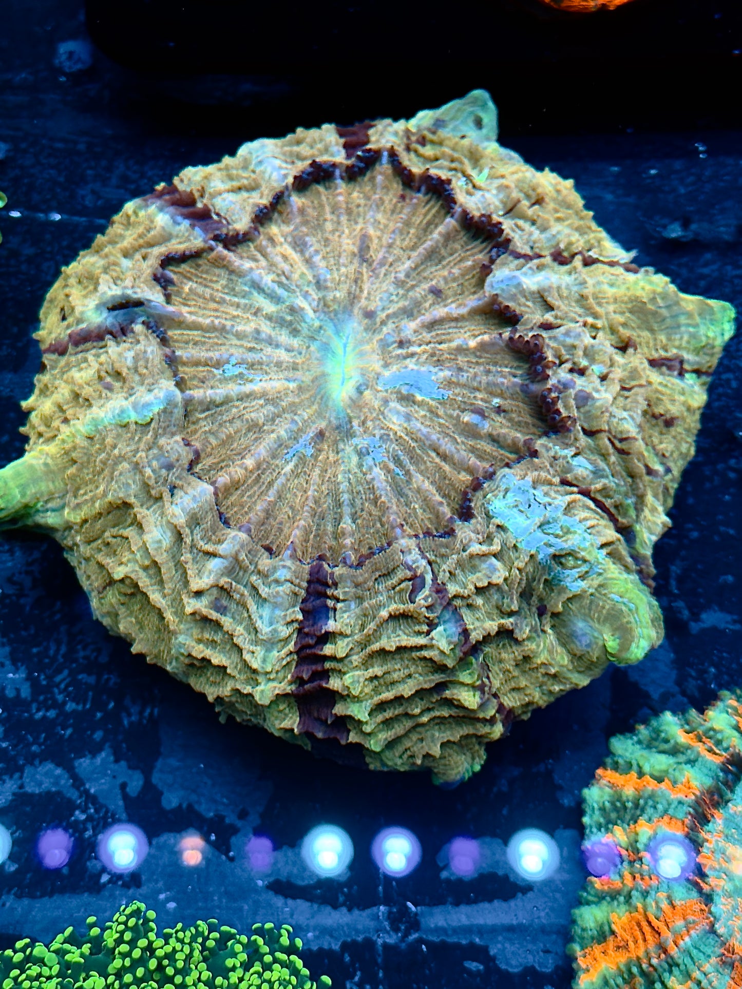 Yellow Multi-Colored Acantho