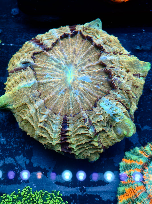 Yellow Multi-Colored Acantho