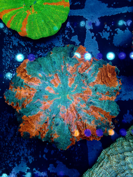 Teal and Orange Acantho