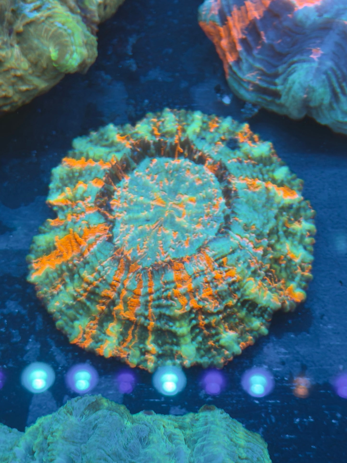 Crazy Colorful Acantho