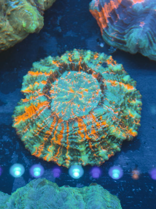 Crazy Colorful Acantho