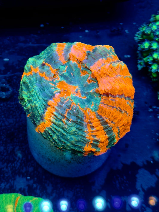 Rainbow Acantho