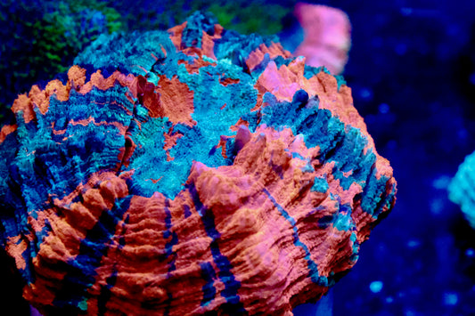 Orange and Blue Acantho