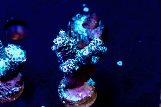 Acro 1