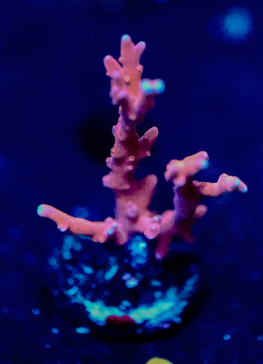 Orange Montipora setosa