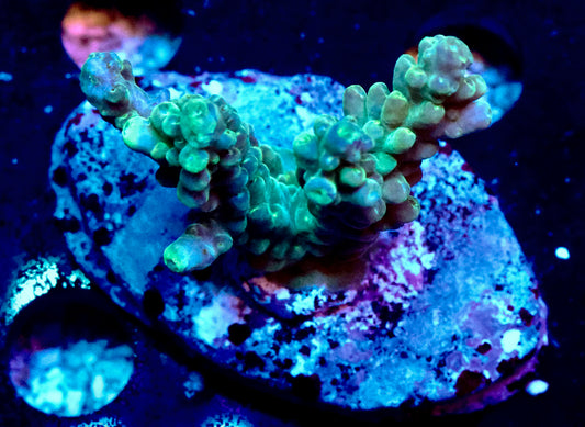 Green Acro