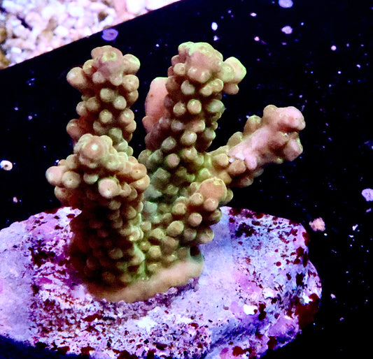 Pink and Green acro