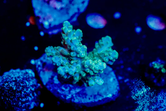 Blue/Green Tenuis