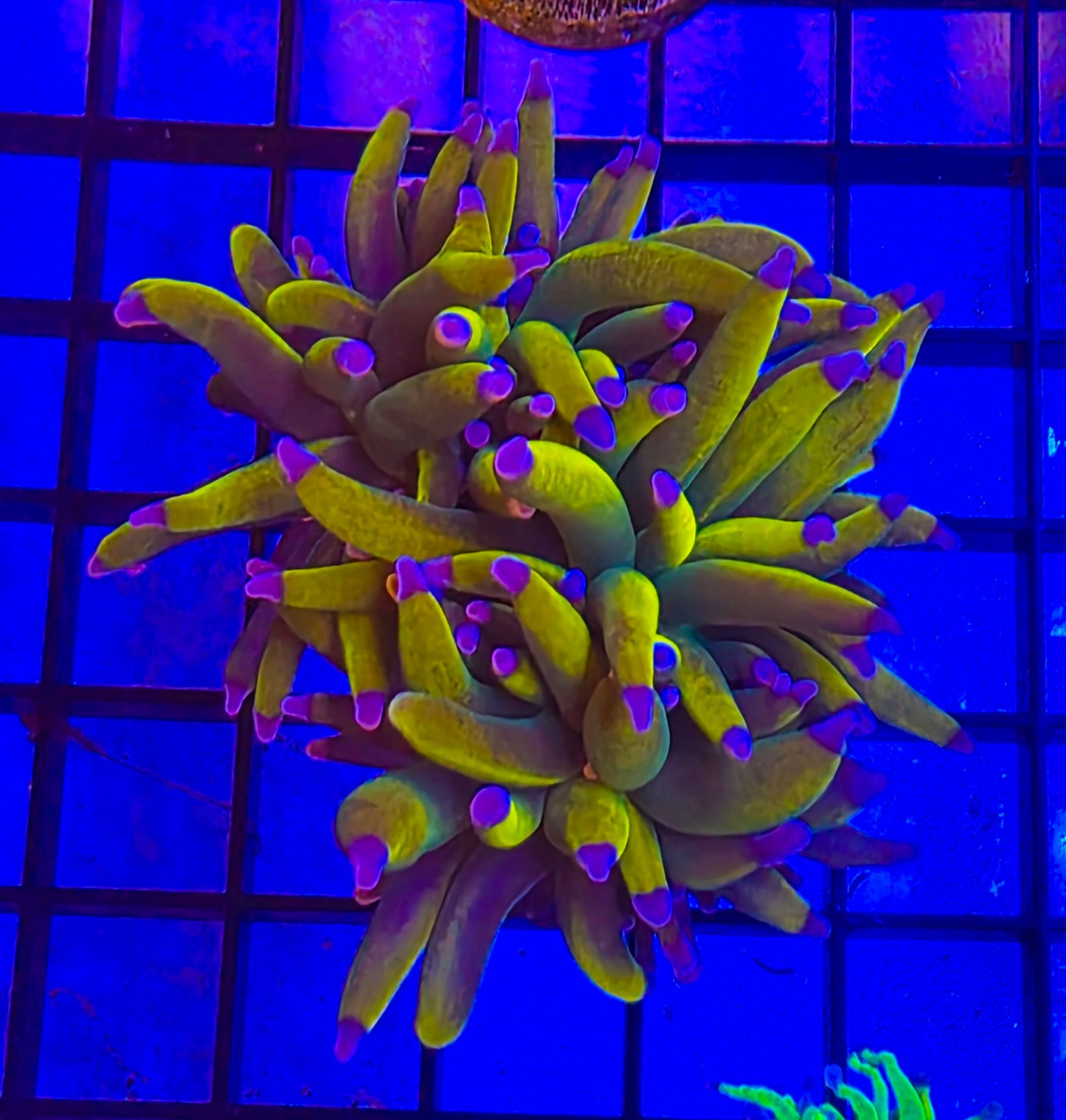 Banana Torch Holy Grail
