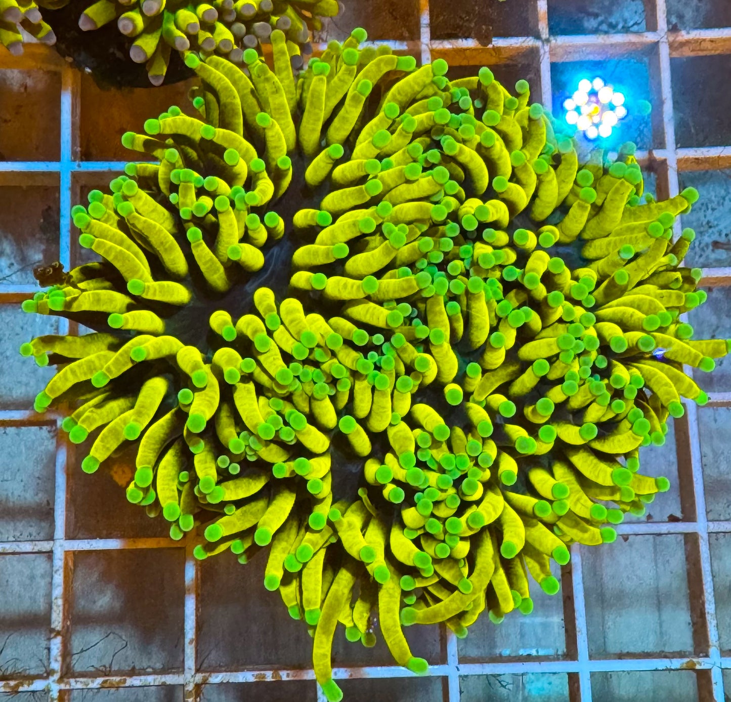 Banana Torch Colony