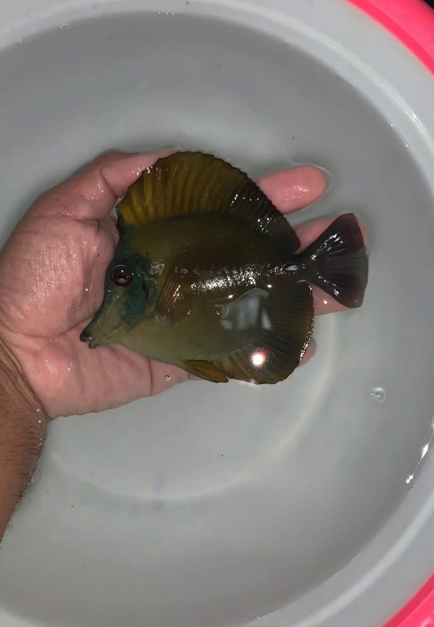 Koi Tang C2