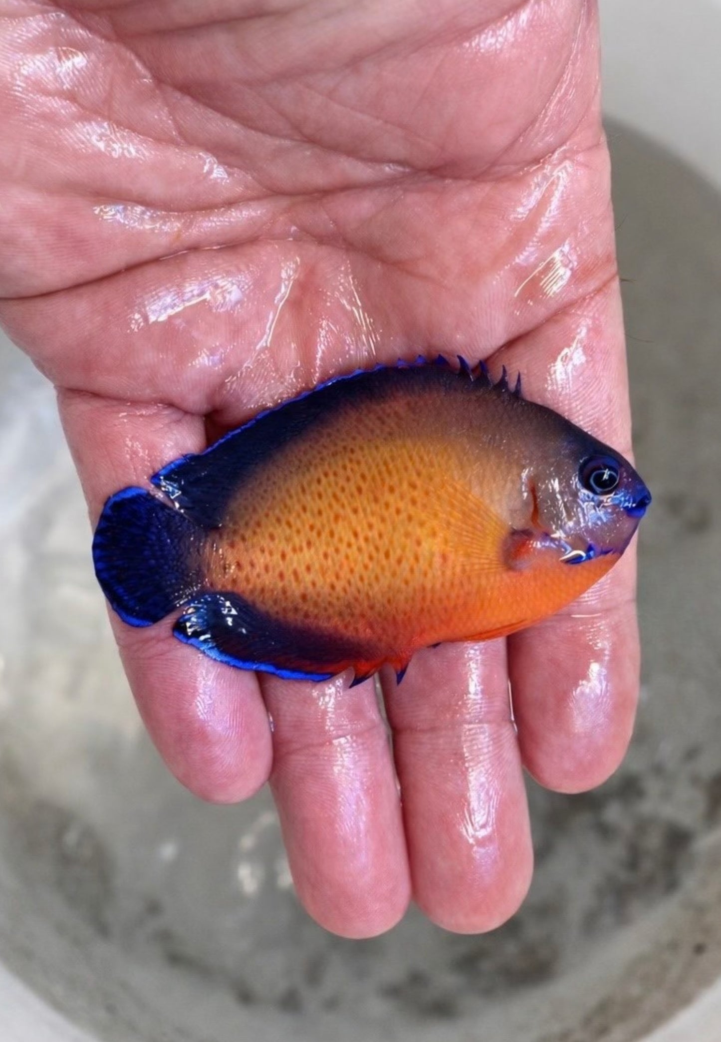 Coral Beauty Angelfish
