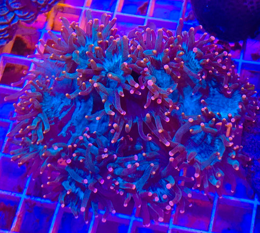 Pink tip elegance coral