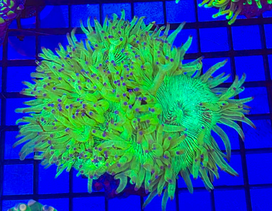 Purple tip elegance coral