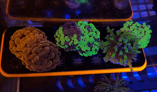 4 Euphyllia Pack PLUS rack