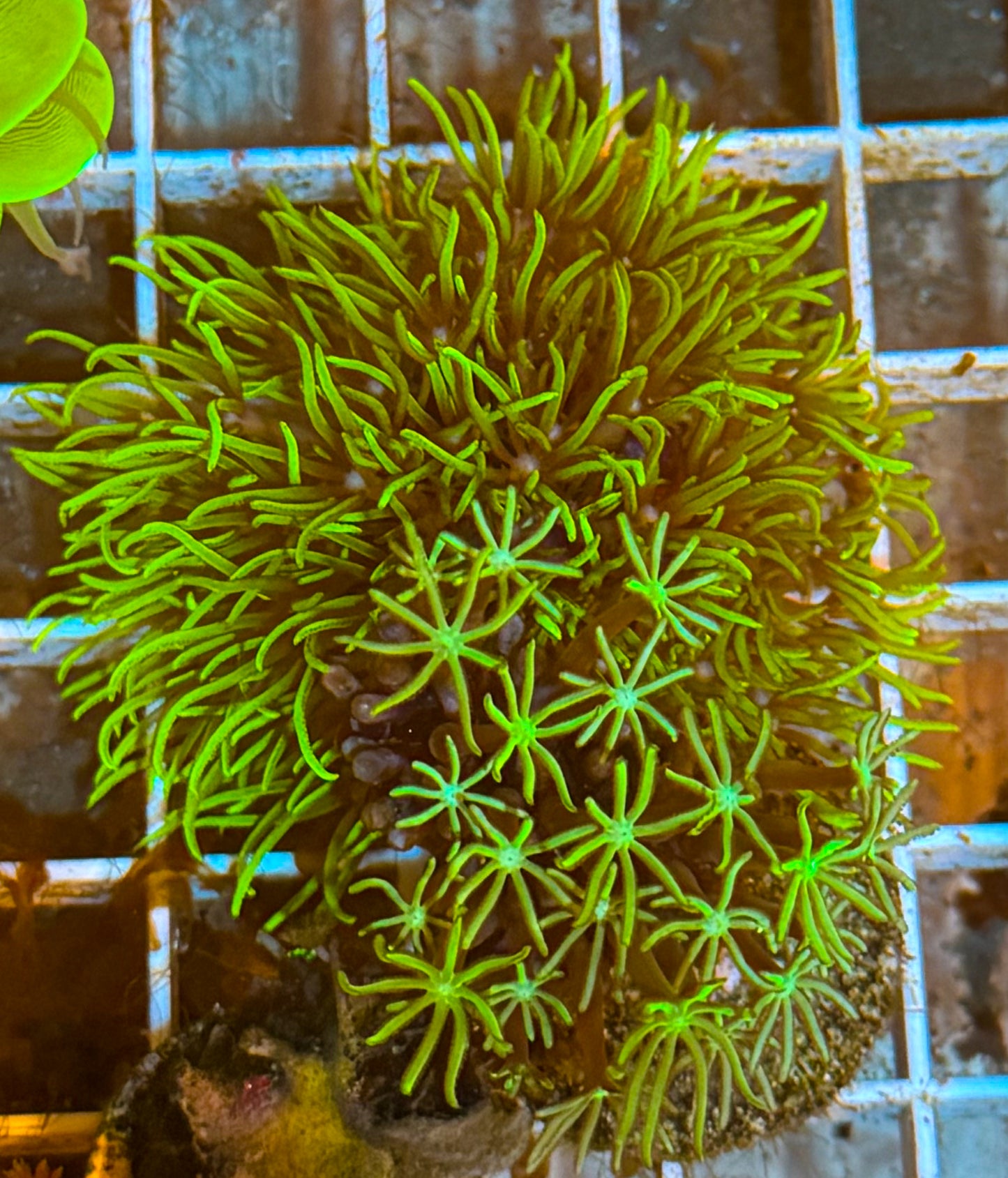 Green Start Polyps (GSP)