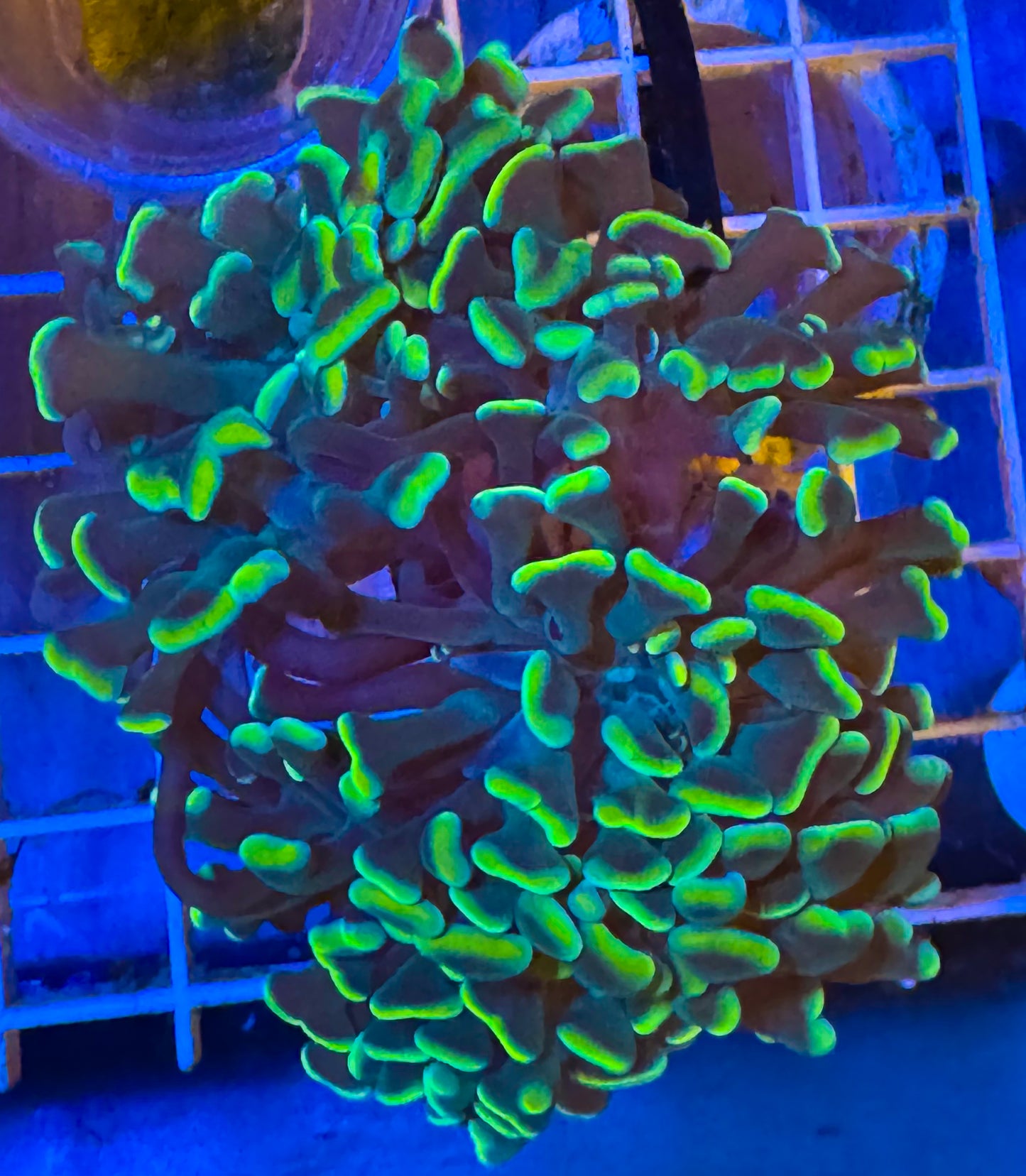 Green Branching Hammer