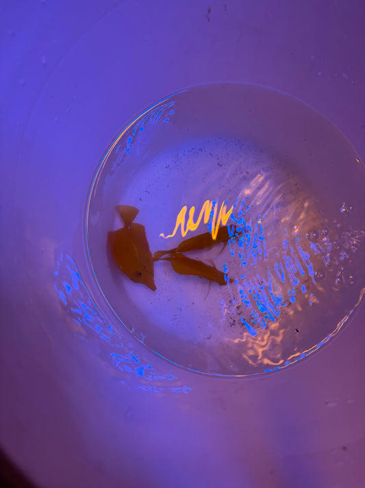 4” Hawaiian Yellow Tang