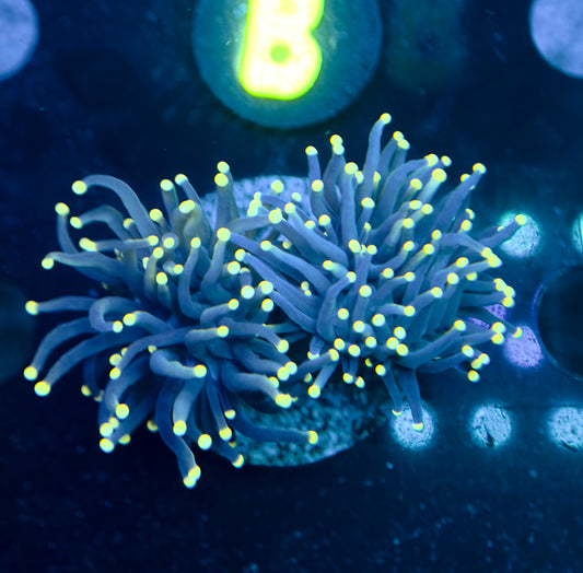 Ursula Torch Double Head