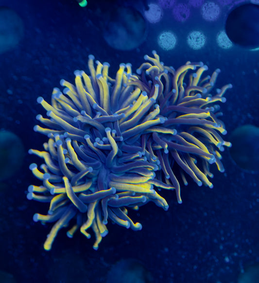 Indo Gold Torch - Splitting