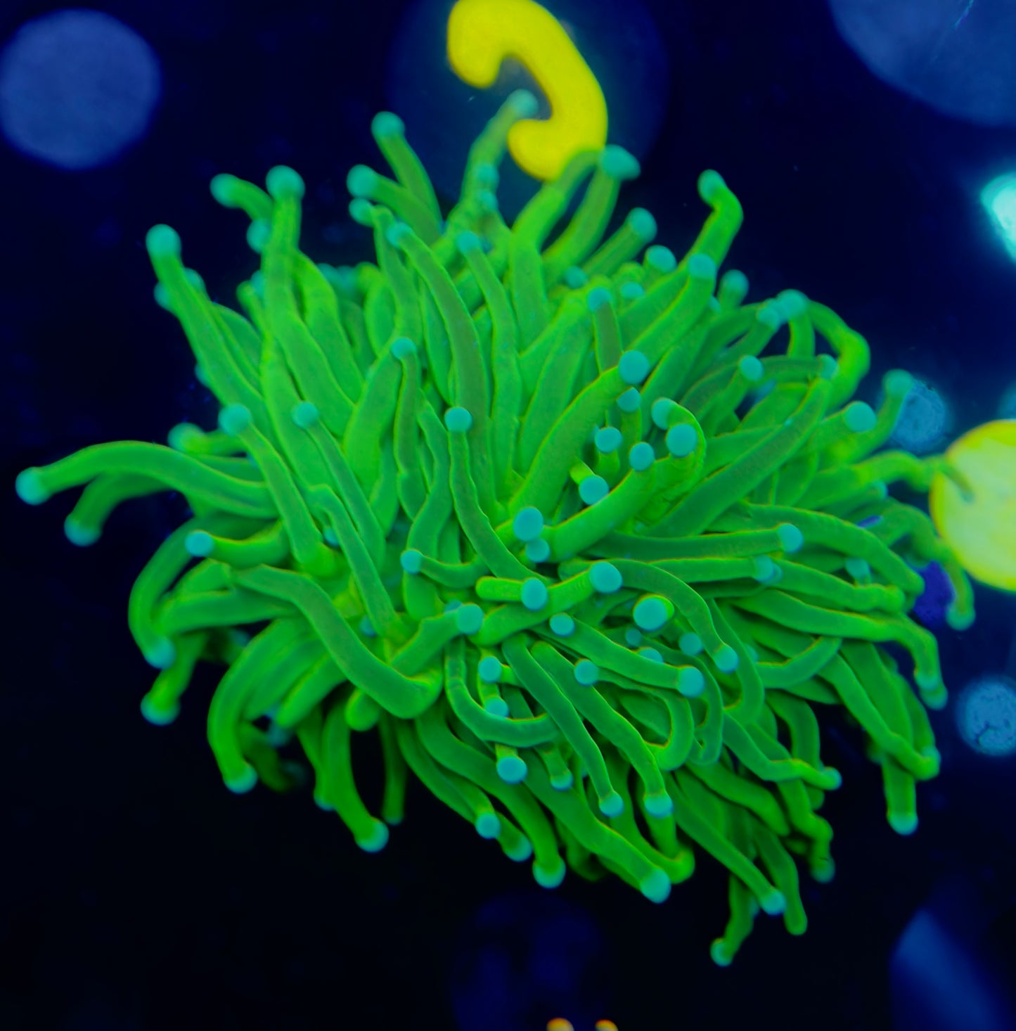 Prenup Holy Grail Torch