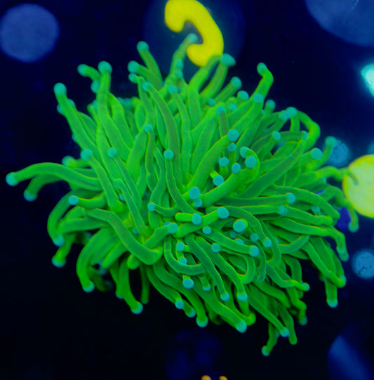 Prenup Holy Grail Torch