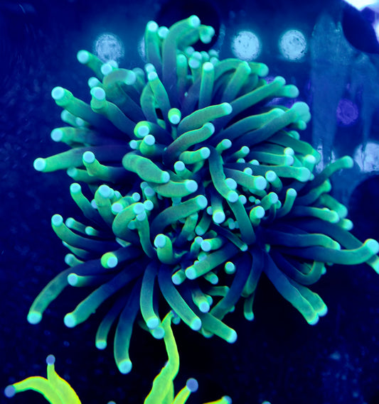 Green Tip Aussie Torch