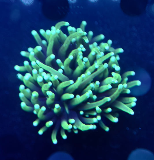 Green Tip Aussie Torch