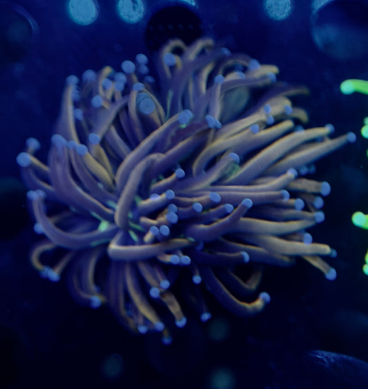 XL New York Knicks Torch