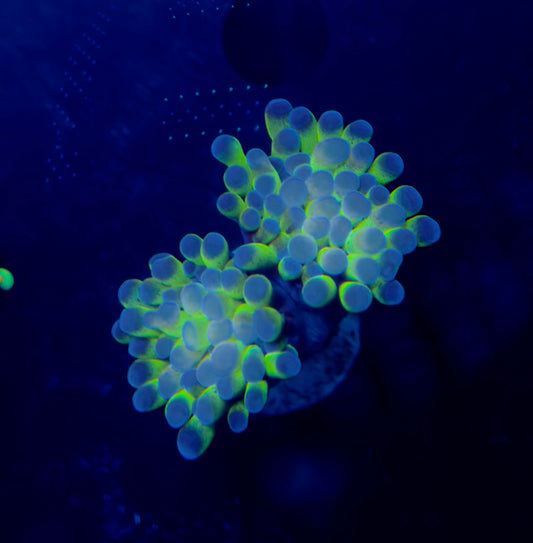 Double Head Hologram Hammer