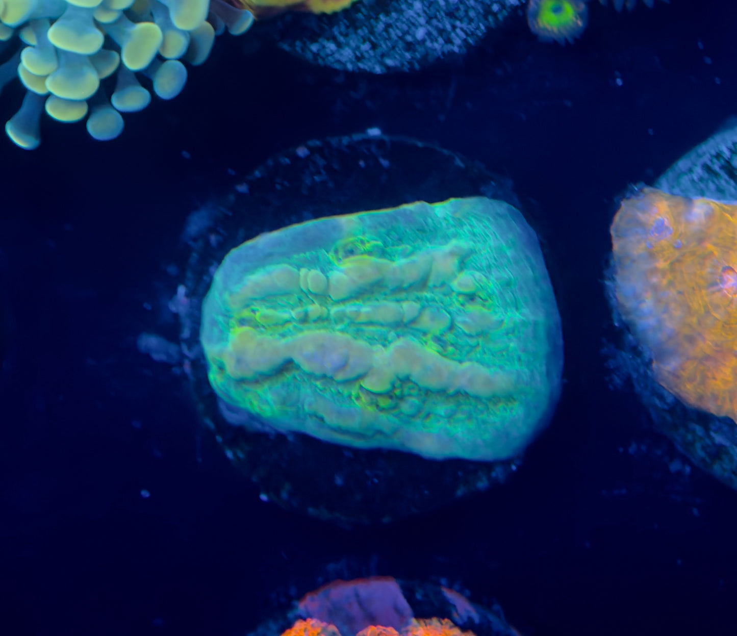 WWC Cosmic Bounce Chalice