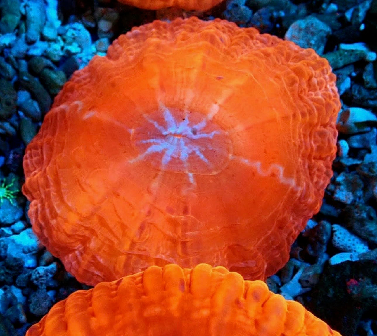 Orange Cynarina
